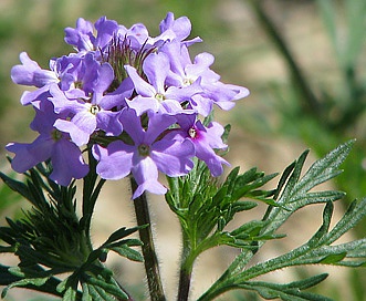 Glandularia bipinnatifida