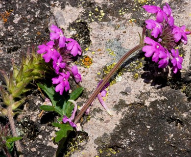 Glandularia elegans