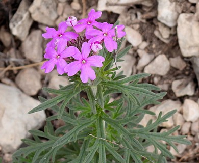 Glandularia pubera