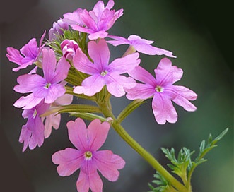 Glandularia pulchella