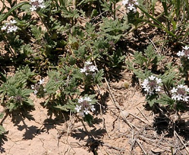 Glandularia quadrangulata