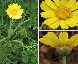 Glebionis coronaria