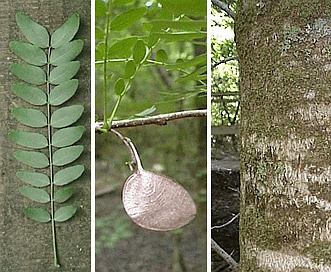 Gleditsia aquatica