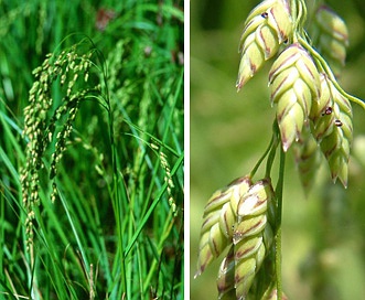 Glyceria canadensis