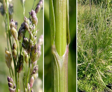 Glyceria elata