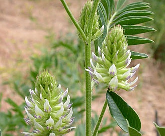 Glycyrrhiza lepidota