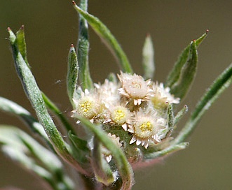 Gnaphalium exilifolium