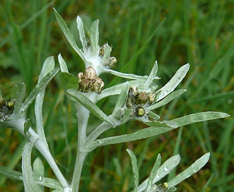 Gnaphalium uliginosum