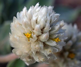 Gomphrena caespitosa