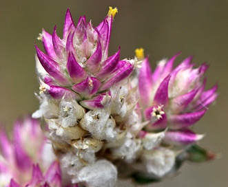 Gomphrena sonorae