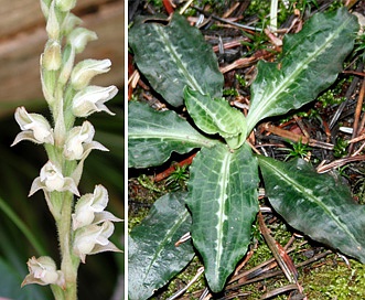 Goodyera oblongifolia