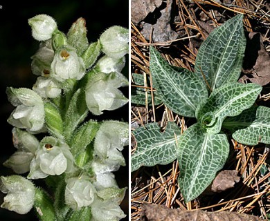 Goodyera pubescens