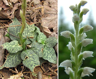 Goodyera tesselata