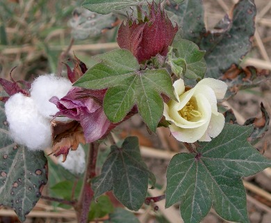 Gossypium hirsutum