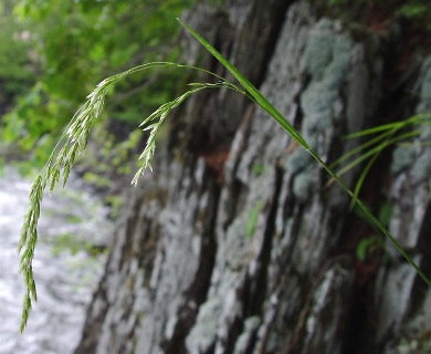 Graphephorum melicoides