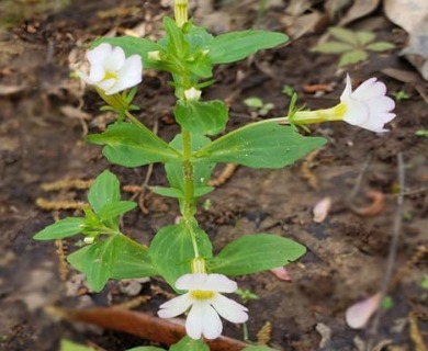 Gratiola floridana