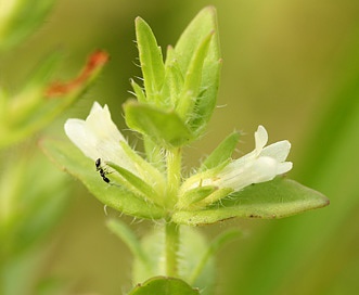 Gratiola pilosa