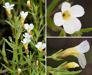 Gratiola ramosa