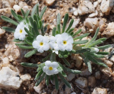 Greeneocharis similis