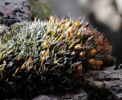 Grimmia alpestris