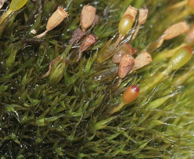 Grimmia donniana