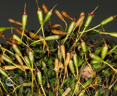 Grimmia longirostris