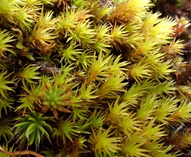 Grimmia ramondii