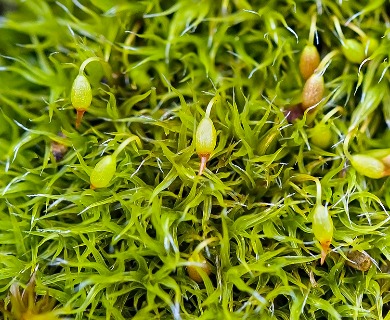 Grimmia trichophylla