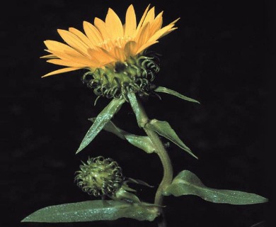 Grindelia howellii