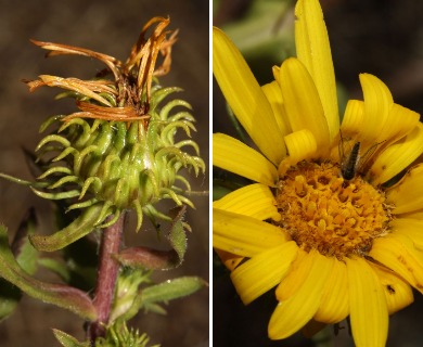 Grindelia integrifolia