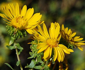 Grindelia squarrosa