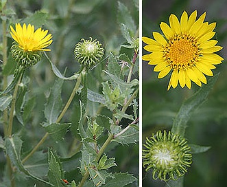 Grindelia subalpina