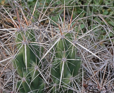 Grusonia kunzei