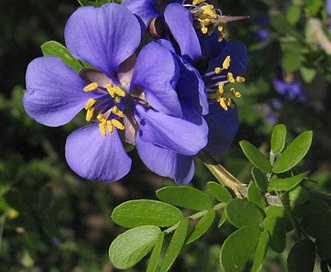 Guaiacum coulteri