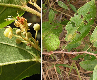 Guazuma ulmifolia