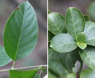 Guettarda elliptica