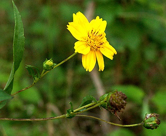 Guizotia abyssinica