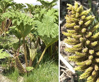 Gunnera tinctoria