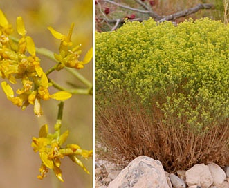 Gutierrezia microcephala