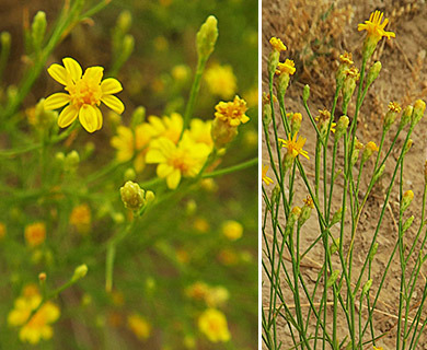 Gutierrezia pomariensis