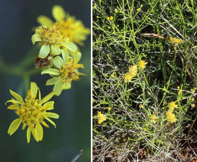 Gutierrezia serotina