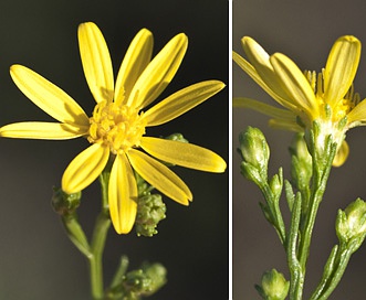 Gutierrezia texana