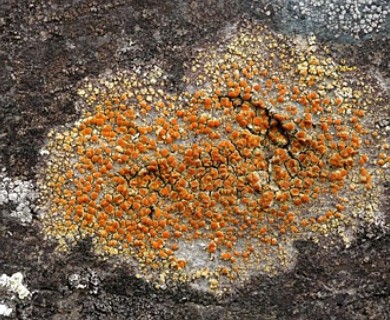 Gyalolechia flavovirescens
