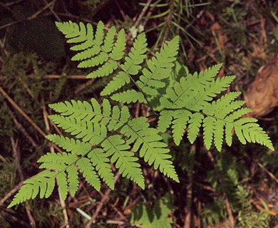 Gymnocarpium disjunctum