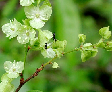 Gymnopodium floribundum