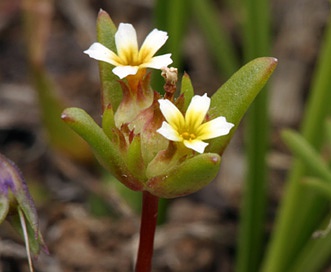 Gymnosteris parvula