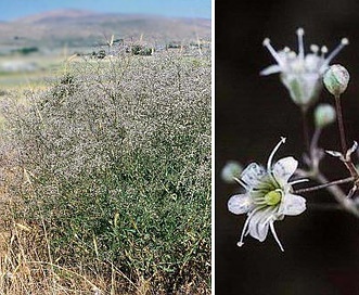 Gypsophila paniculata