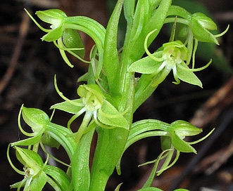 Habenaria repens