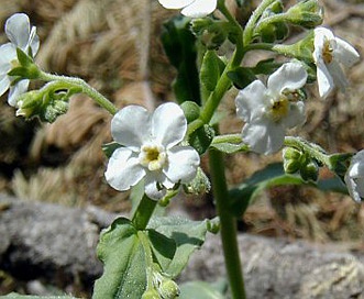 Hackelia californica