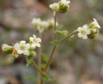 Hackelia hispida